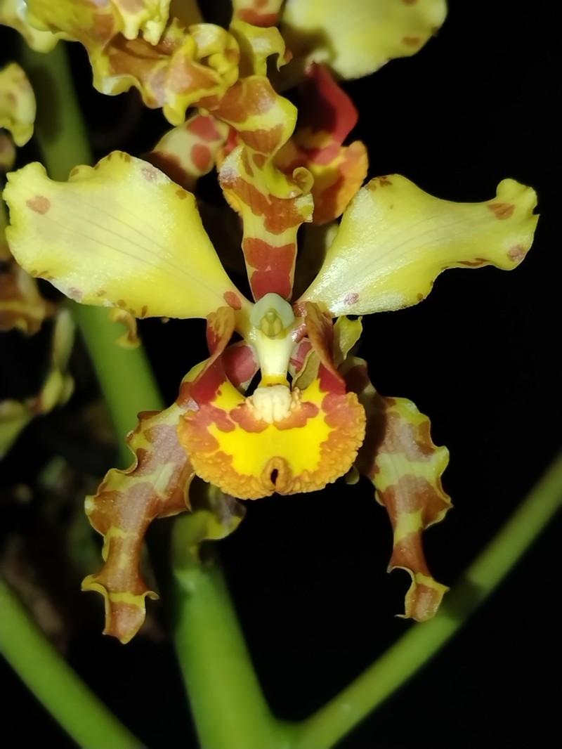 Cyrtopodium paniculatum photo 7