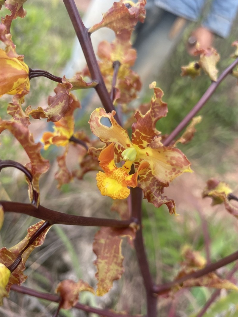 Cyrtopodium paniculatum photo 8