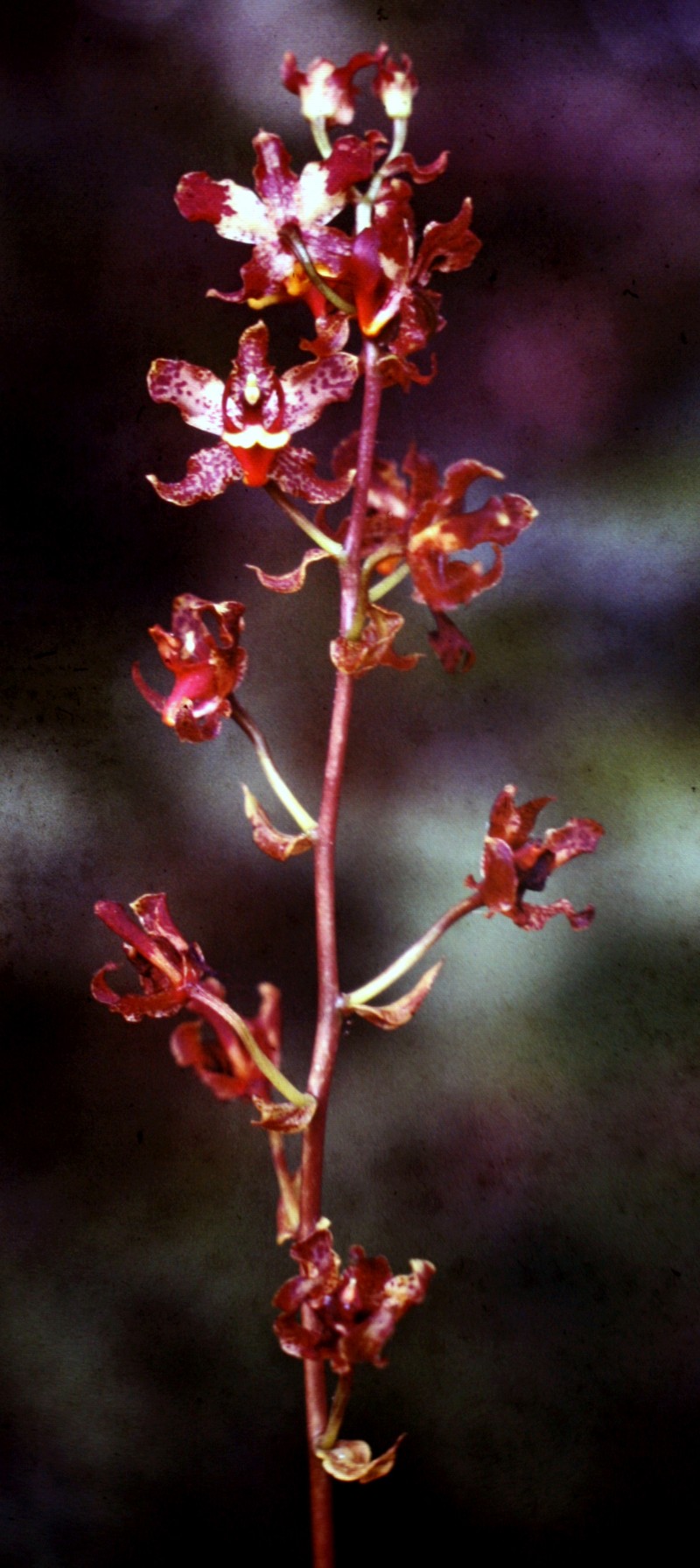 Cyrtopodium parviflorum