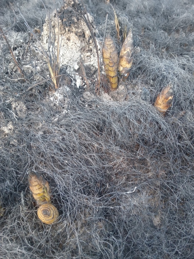 Cyrtopodium parviflorum photo 2