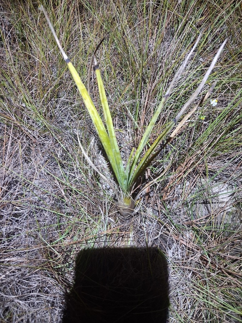 Cyrtopodium parviflorum photo 3