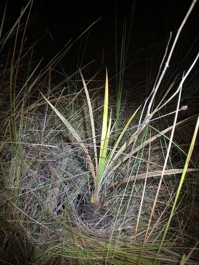 Cyrtopodium parviflorum photo 4