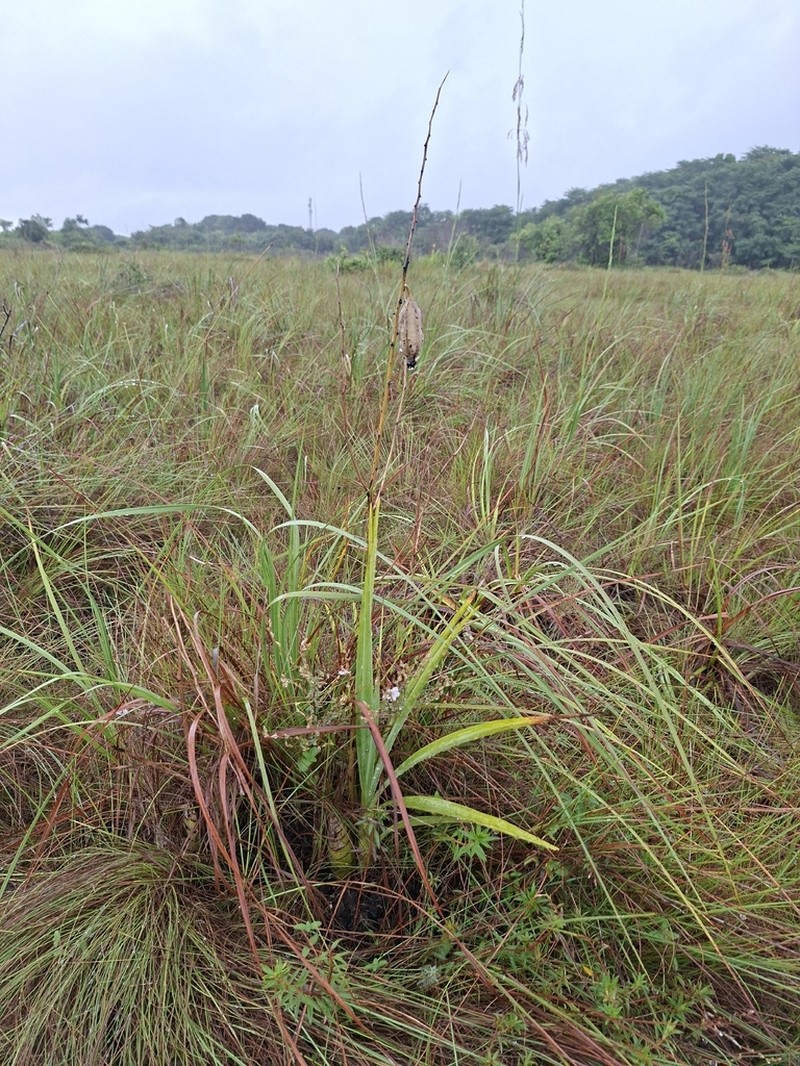 Cyrtopodium parviflorum photo 5