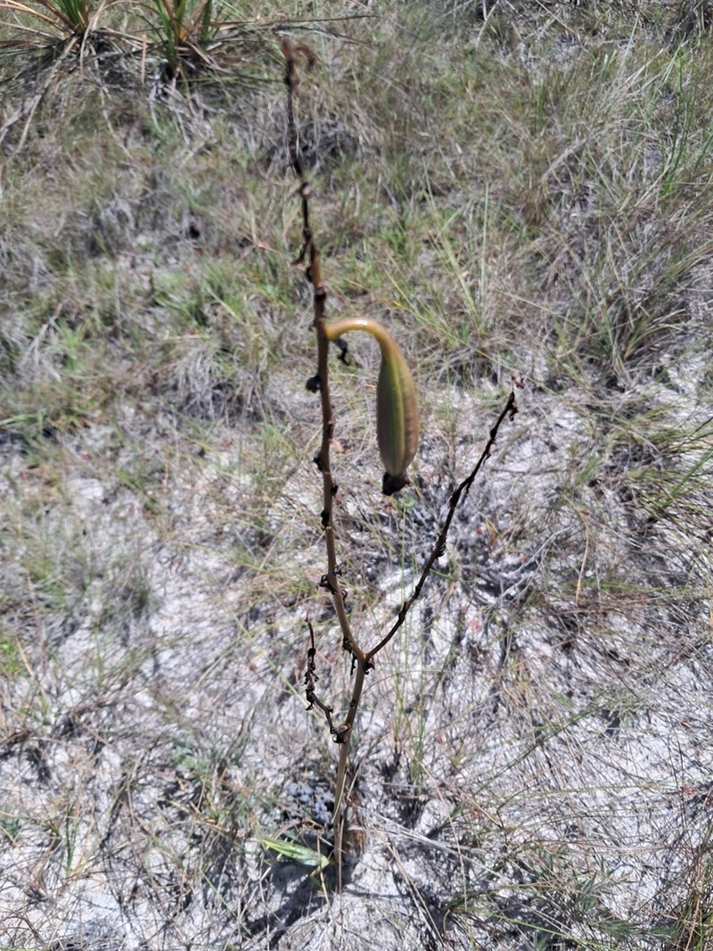 Cyrtopodium parviflorum photo 6