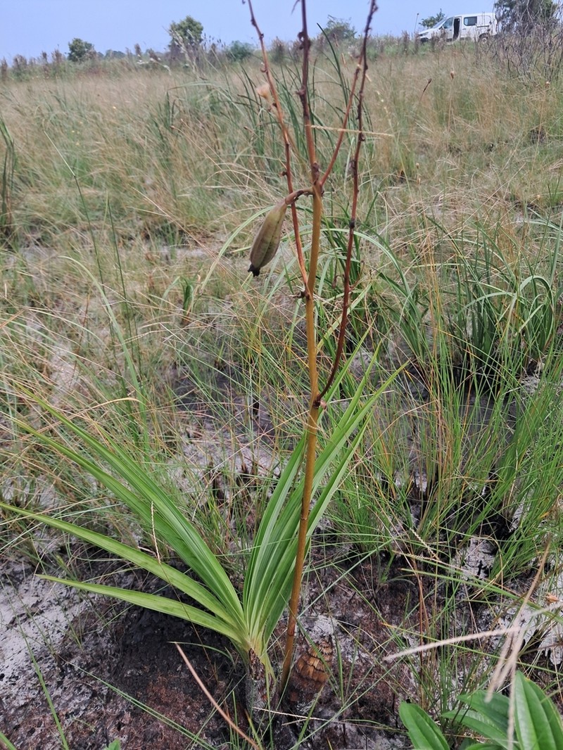Cyrtopodium parviflorum photo 7