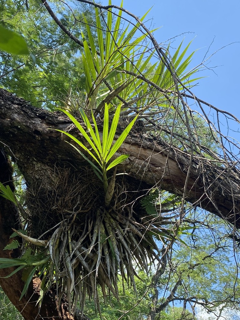 Cyrtopodium pflanzii photo 2