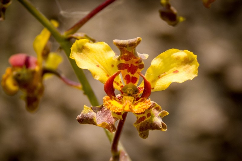 Cyrtopodium pflanzii photo 3