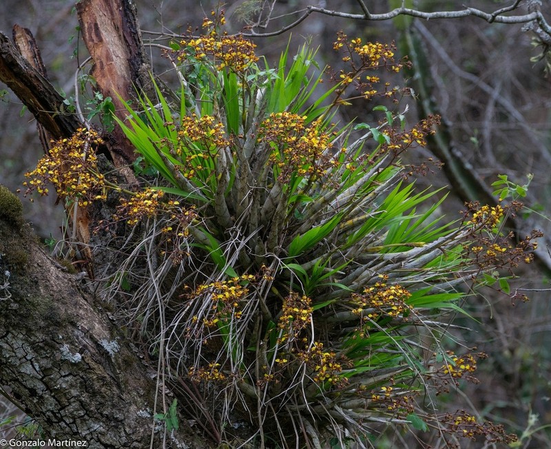 Cyrtopodium pflanzii photo 8