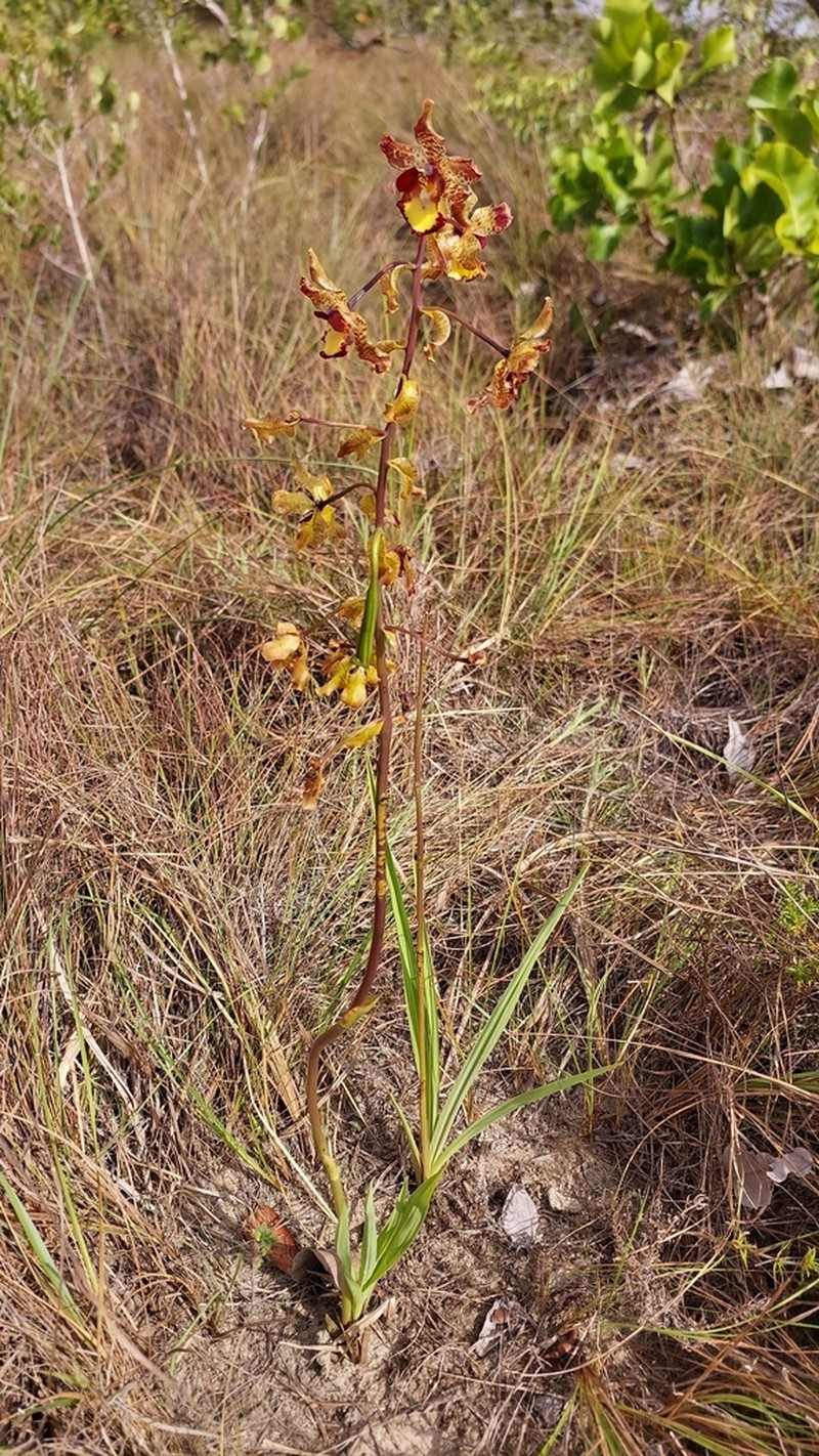 Cyrtopodium poecilum