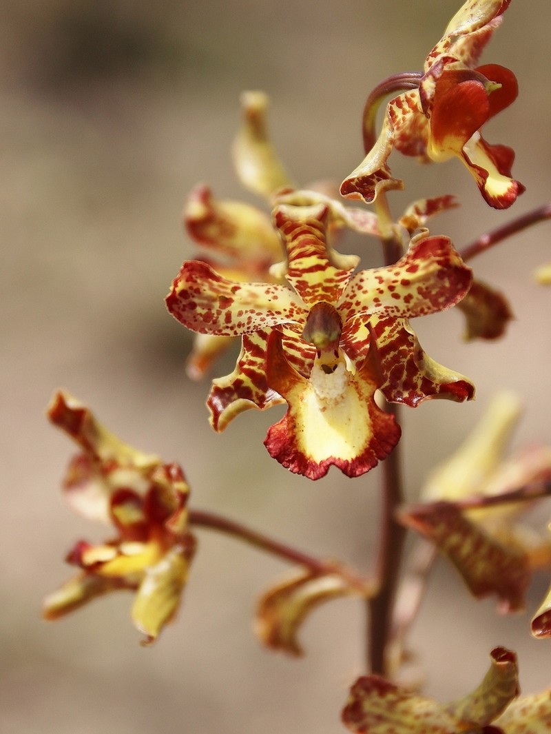 Cyrtopodium poecilum photo 2
