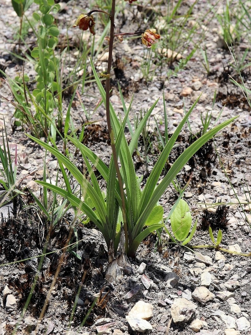 Cyrtopodium poecilum photo 3