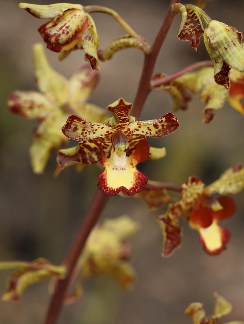Cyrtopodium poecilum photo 5