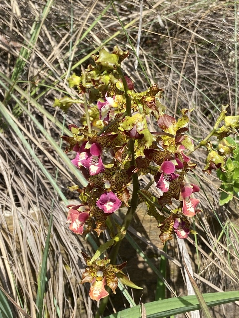 Cyrtopodium poecilum photo 6