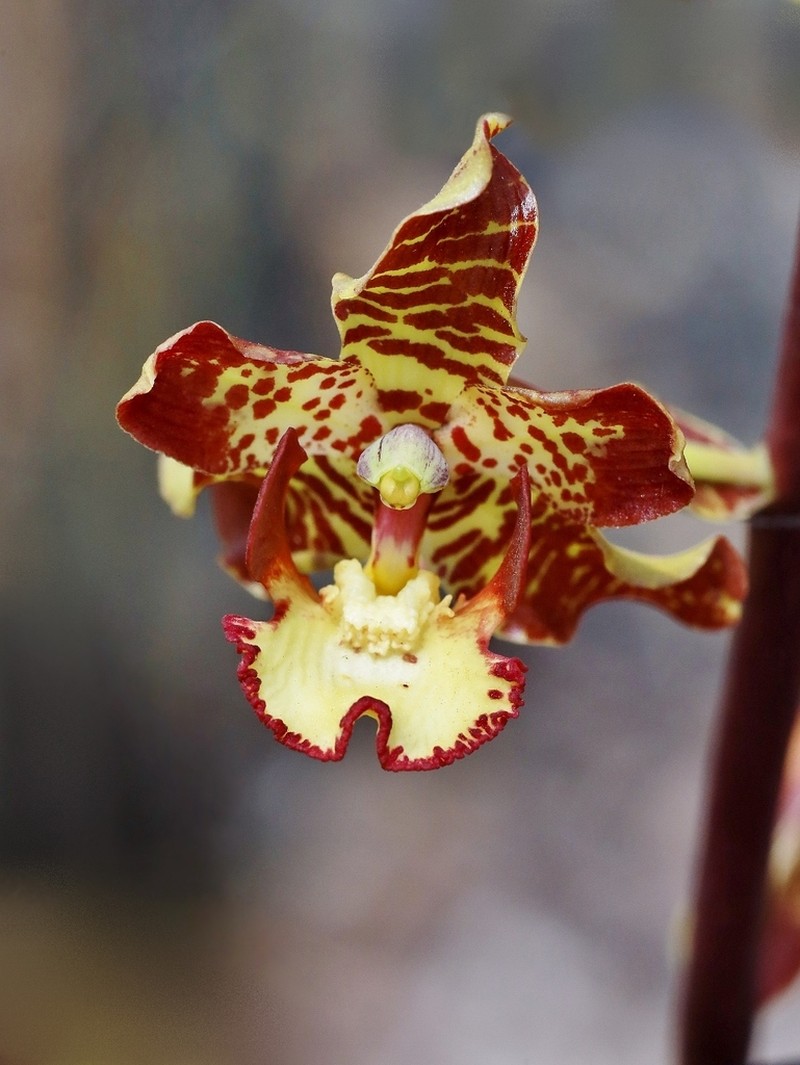 Cyrtopodium poecilum photo 7