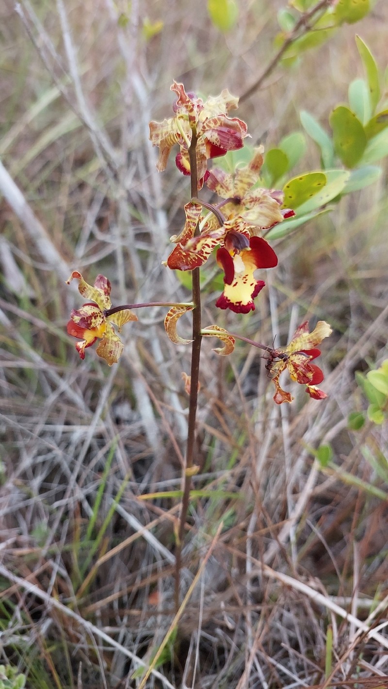 Cyrtopodium poecilum photo 8
