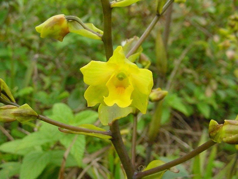 Terrestrial Cowhorn Orchid