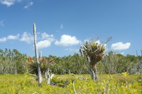 Cowhorn Orchid
