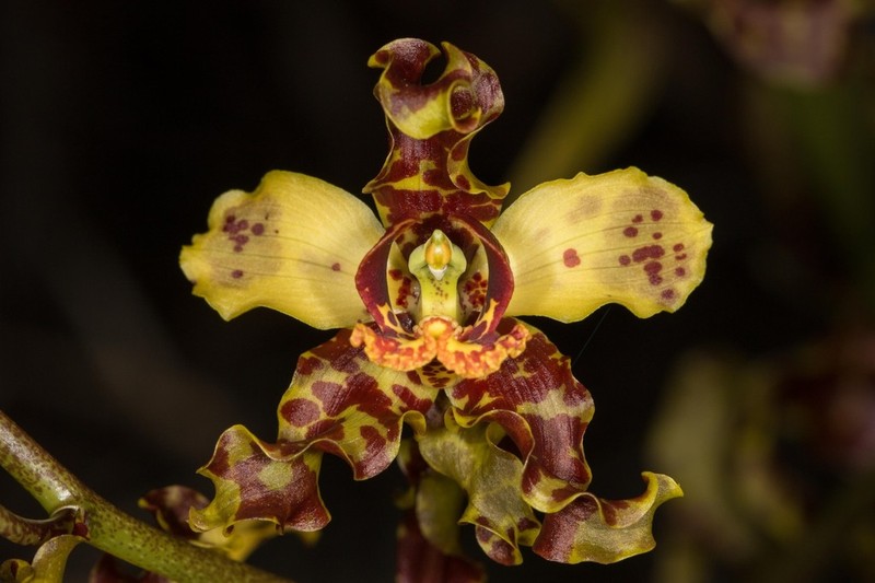 Cowhorn Orchid photo 2