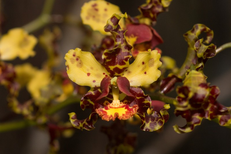 Cowhorn Orchid photo 4
