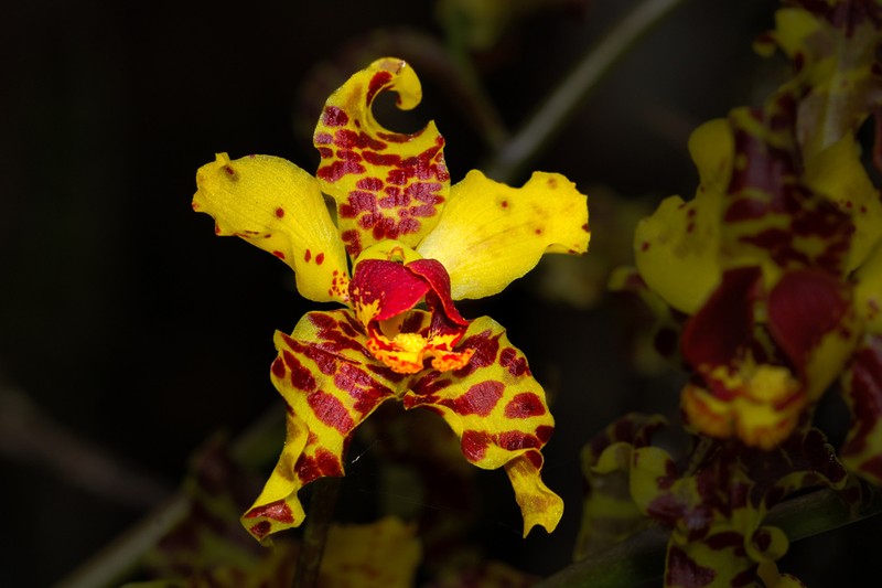 Cowhorn Orchid photo 5