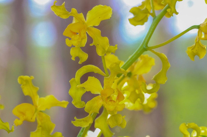 Cowhorn Orchid photo 6