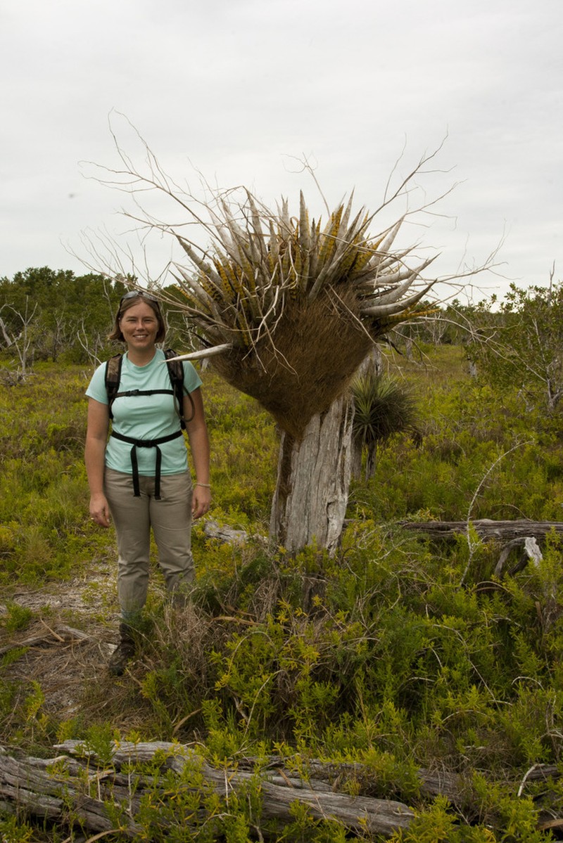 Cowhorn Orchid photo 7