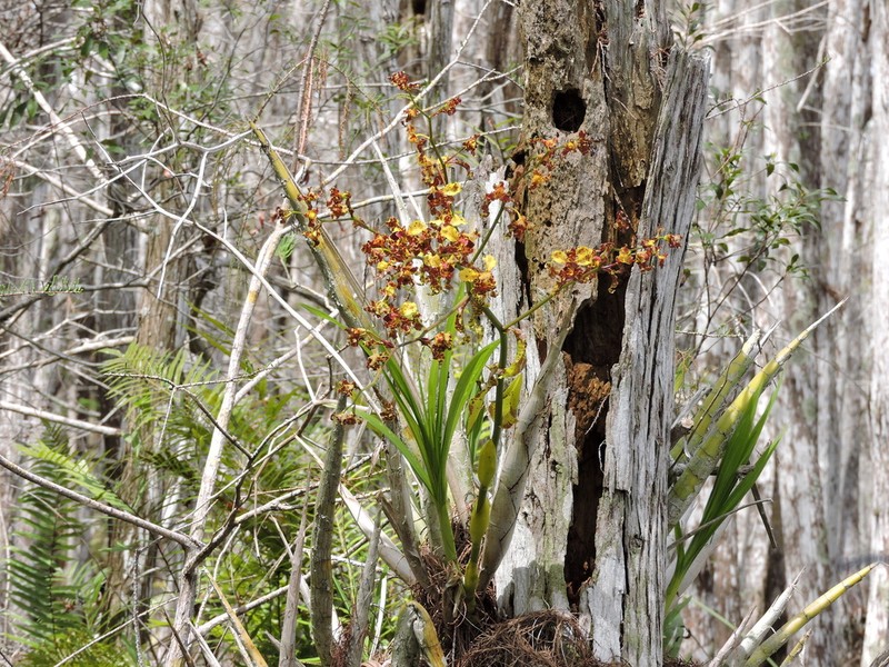 Cowhorn Orchid photo 8