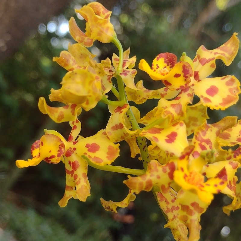 Cyrtopodium valebellae