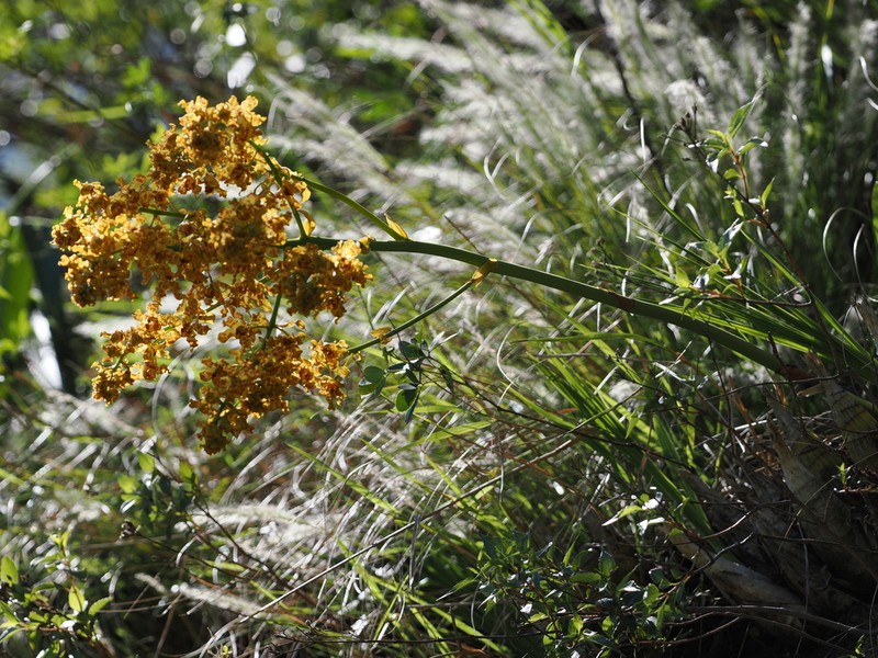 Cyrtopodium valebellae photo 2