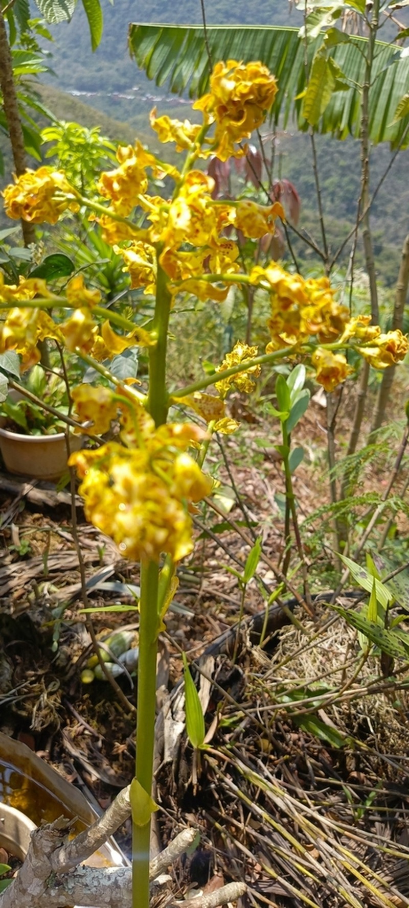 Cyrtopodium valebellae photo 3