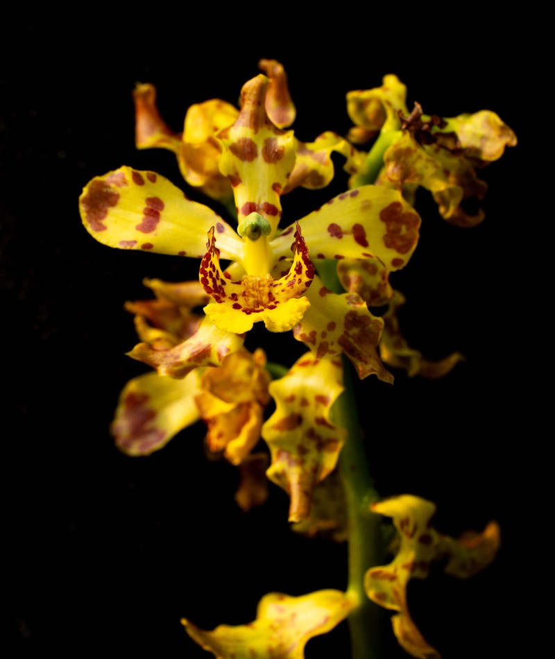 Cyrtopodium valebellae photo 7