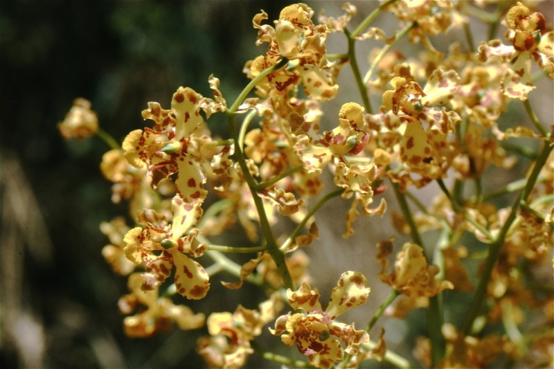 Cyrtopodium valebellae photo 8