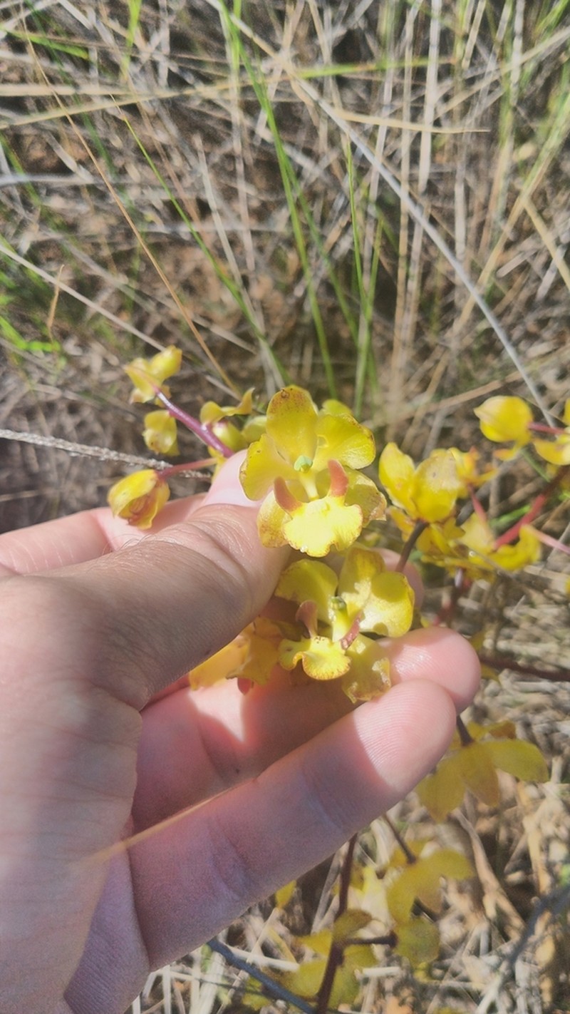 Cyrtopodium vernum photo 3