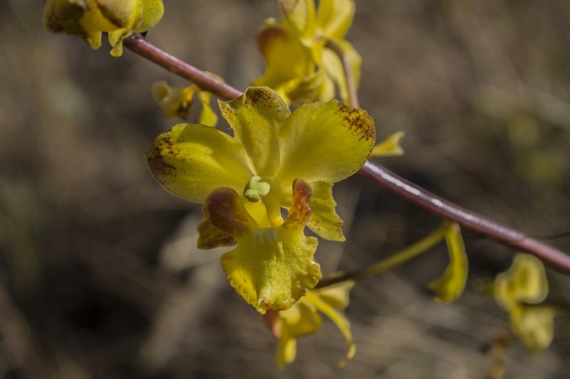 Cyrtopodium vernum photo 4