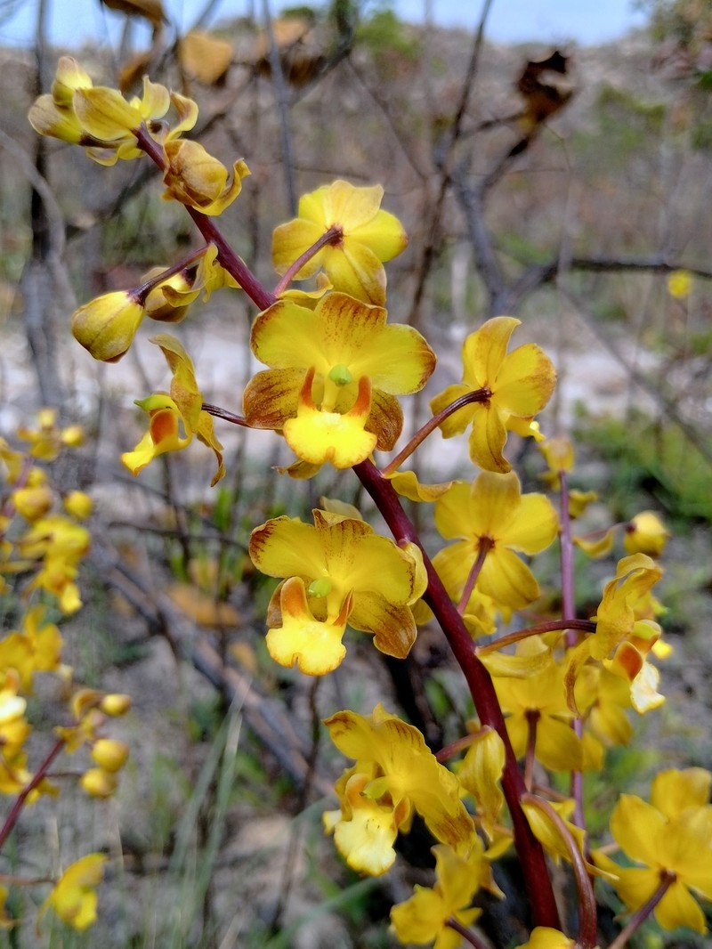 Cyrtopodium vernum photo 5