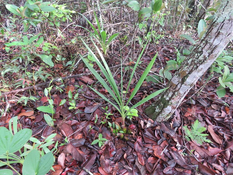 Cyrtopodium virescens