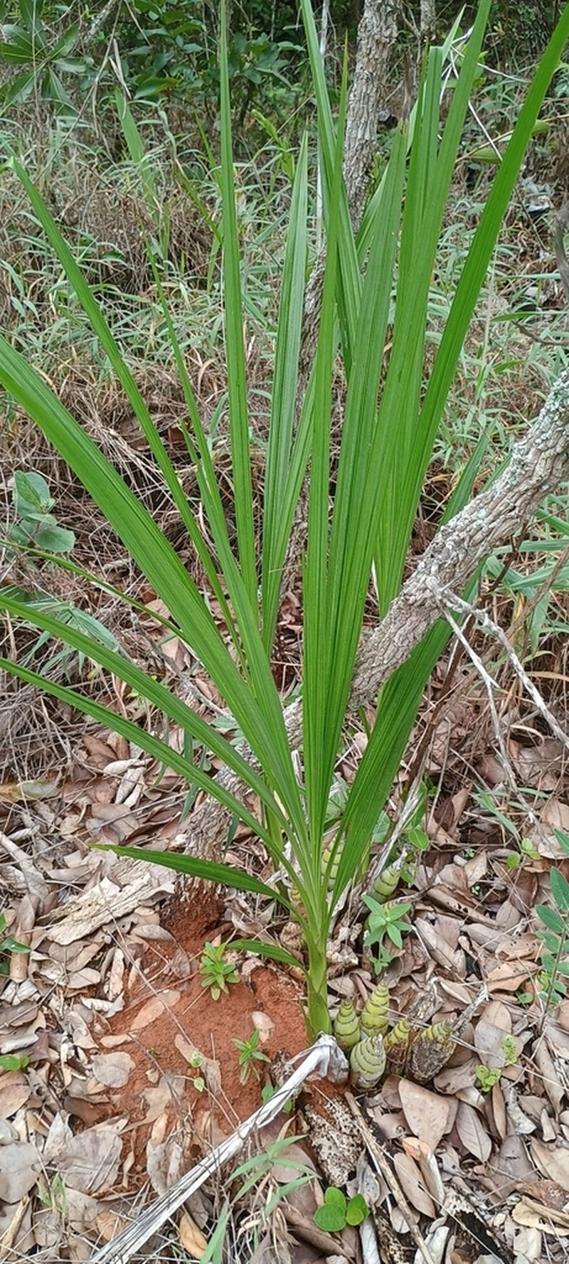 Cyrtopodium virescens photo 2