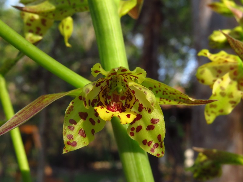 Cyrtopodium virescens photo 3