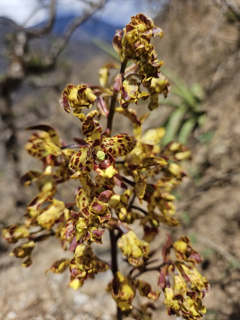 Cyrtopodium virescens photo 4