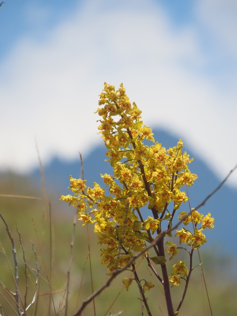 Cyrtopodium virescens photo 5