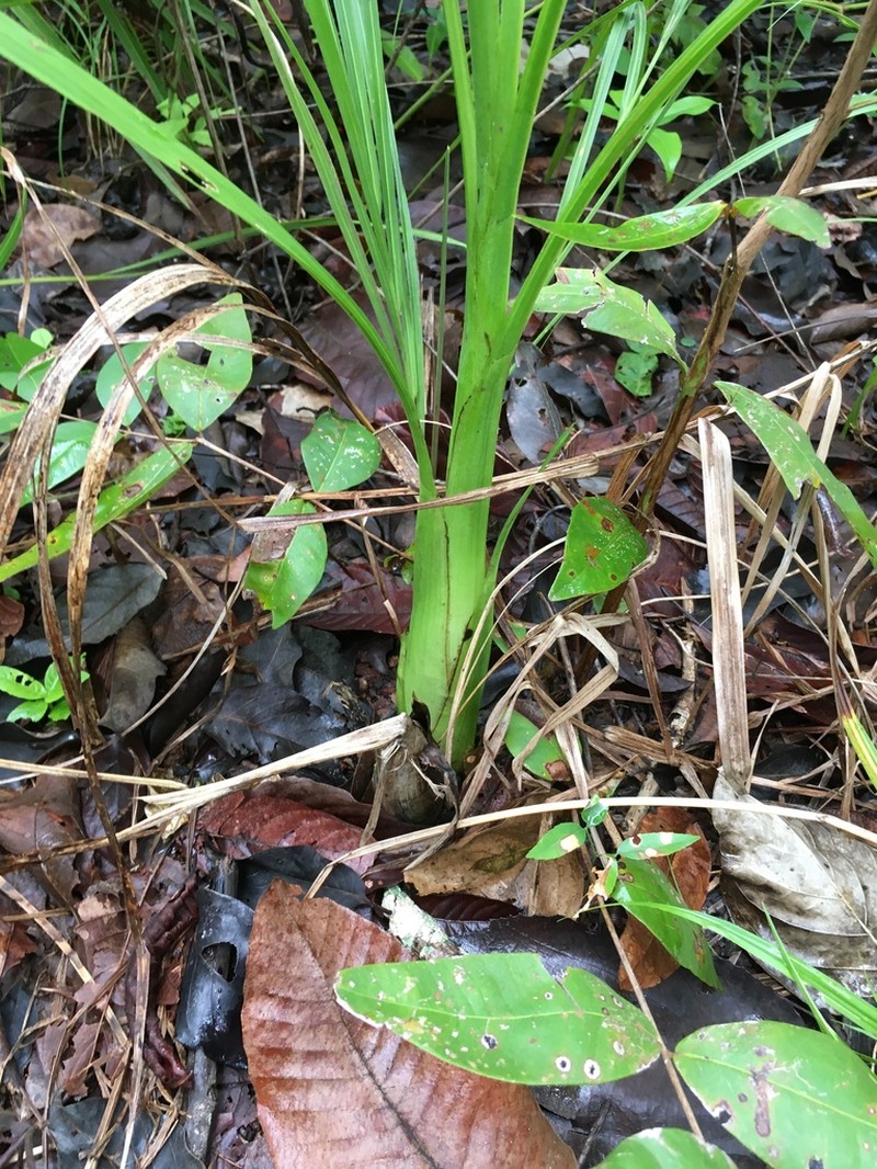 Cyrtopodium virescens photo 6