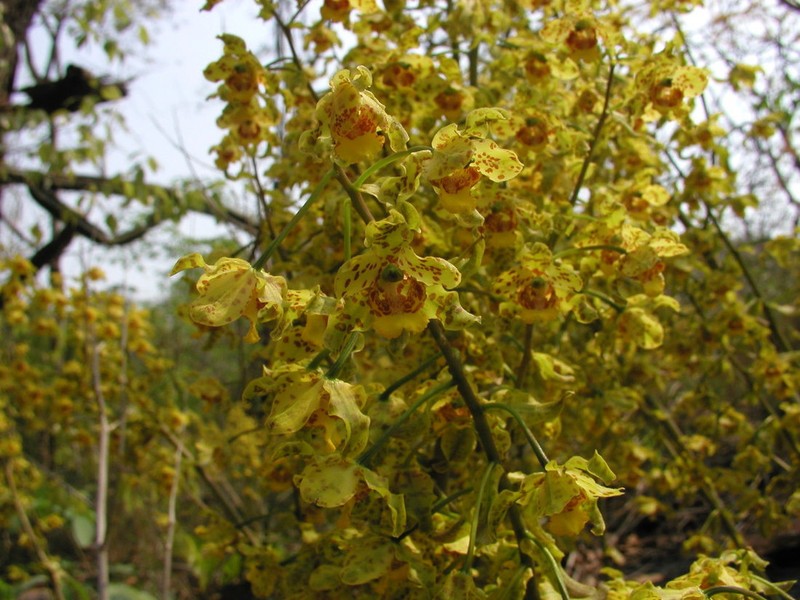 Cyrtopodium virescens photo 7