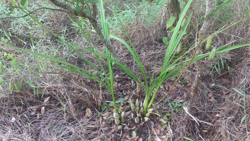 Cyrtopodium virescens photo 8