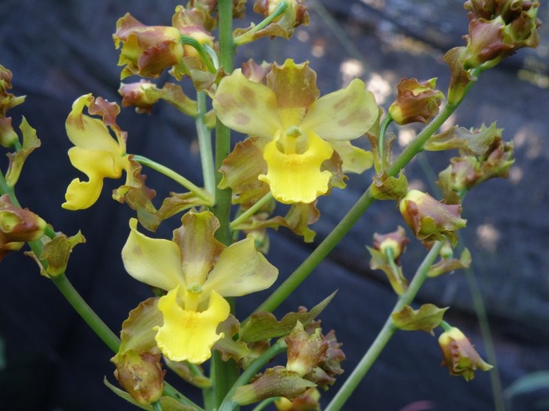 Cyrtopodium withneri