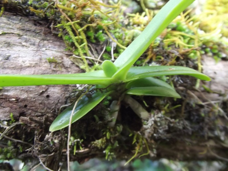 Cyrtorchis arcuata