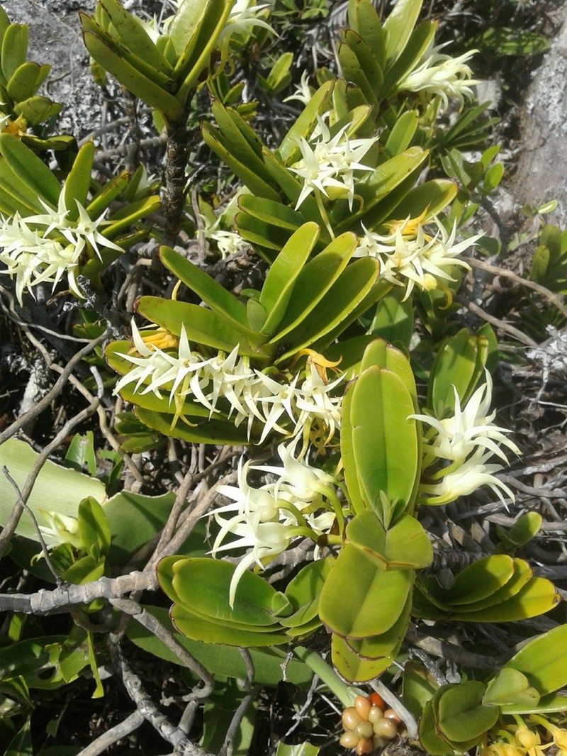 Cyrtorchis arcuata photo 2