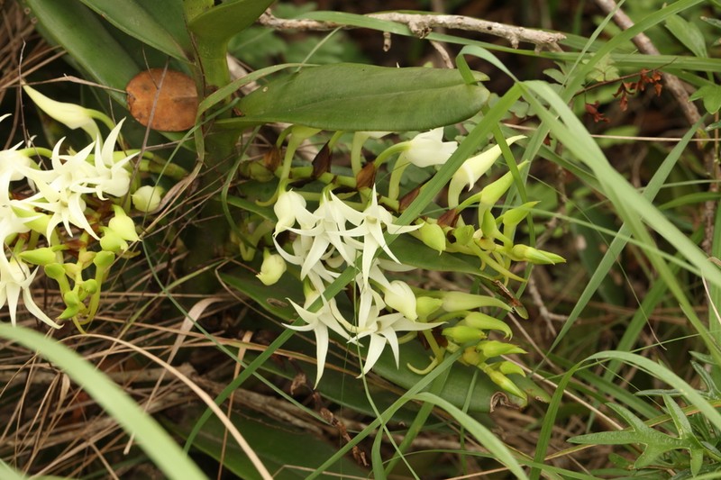 Cyrtorchis arcuata photo 3