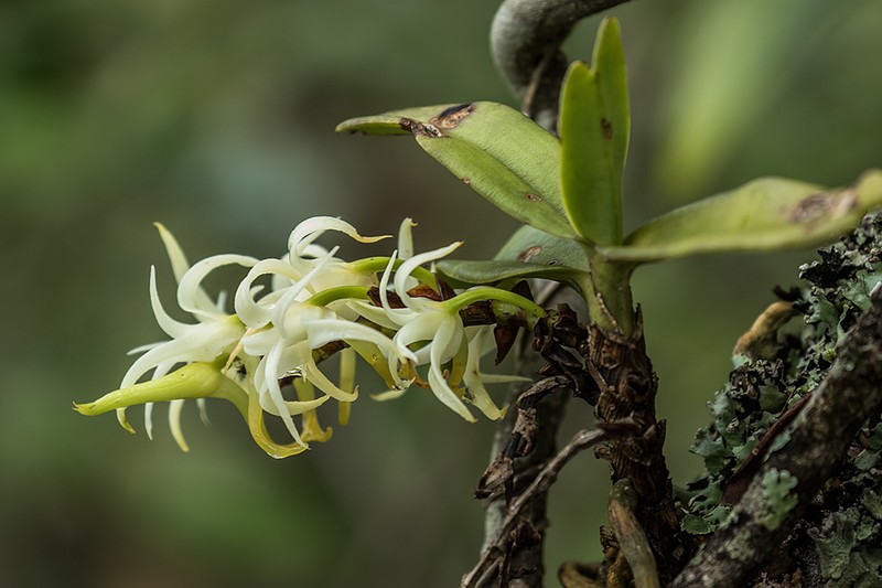 Cyrtorchis arcuata photo 4