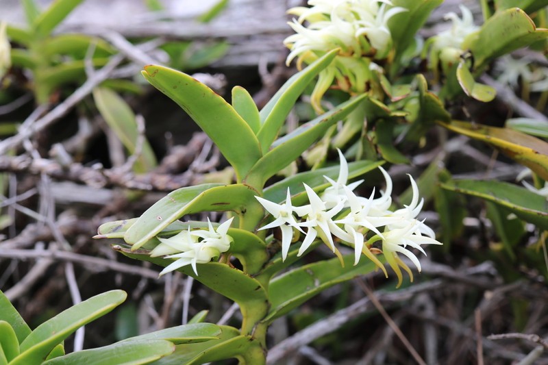 Cyrtorchis arcuata photo 6