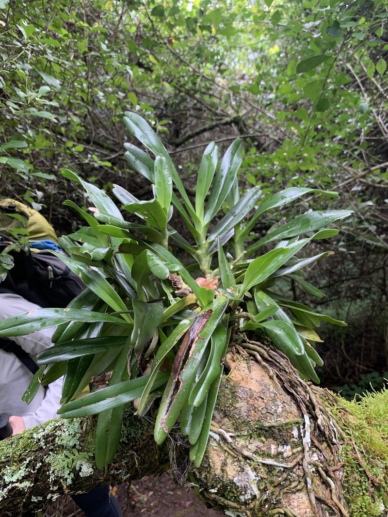 Cyrtorchis arcuata photo 7